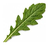 Daisy, Shasta leaf detail