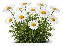 Daisy, Shasta whole plant