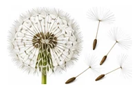 Dandelion harvest / detail