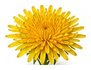 Dandelion flower detail
