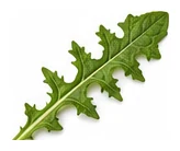Dandelion leaf detail