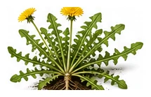 Dandelion whole plant