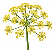 Dill flower detail