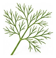 Dill leaf detail
