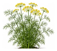 Dill whole plant