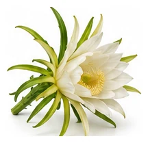 Dragon Fruit flower detail