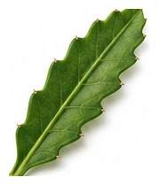 Dragon Fruit leaf detail