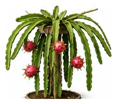 Dragon Fruit whole plant