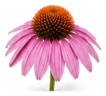 Echinacea flower detail