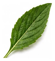 Echinacea leaf detail