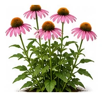 Echinacea whole plant