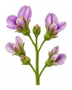 Edamame flower detail