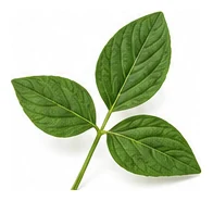 Edamame leaf detail