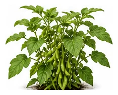 Edamame whole plant