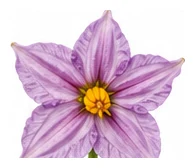 Eggplant flower detail