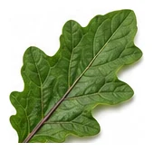 Eggplant leaf detail
