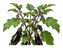 Eggplant whole plant
