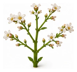 Egyptian Spinach flower detail