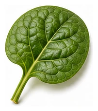Egyptian Spinach leaf detail