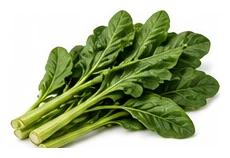 Escarole harvest / detail