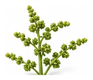 Escarole flower detail