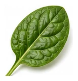 Escarole leaf detail