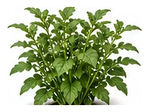 Escarole whole plant