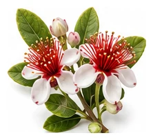 Feijoa flower detail