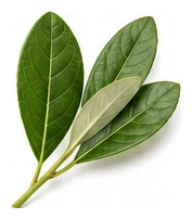 Feijoa leaf detail