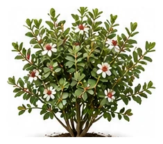 Feijoa whole plant
