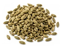 Fennel harvest / detail