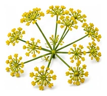 Fennel flower detail