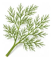 Fennel leaf detail