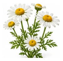 Feverfew flower detail