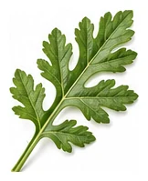 Feverfew leaf detail