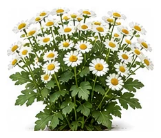 Feverfew whole plant