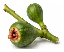 Fig flower detail