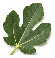 Fig leaf detail