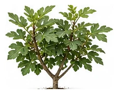Fig whole plant
