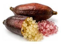 Finger Lime harvest / detail