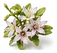 Finger Lime flower detail