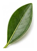 Finger Lime leaf detail
