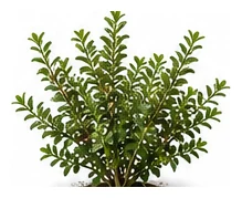 Finger Lime whole plant