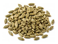 Florence Fennel harvest / detail