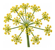 Florence Fennel flower detail