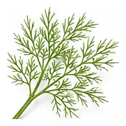 Florence Fennel leaf detail