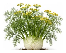Florence Fennel whole plant