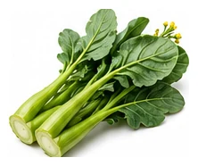 Chinese Broccoli / Gai Lan harvest / detail