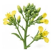 Chinese Broccoli / Gai Lan flower detail