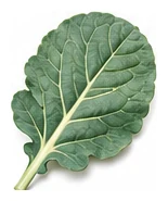 Chinese Broccoli / Gai Lan leaf detail